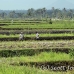 rice_ubud_h_0149_bal0965.jpg